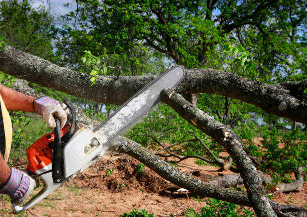 Emergency Storm Tree Removal in New Rochelle, NY